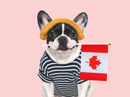 Cute puppy, sunhat and Canadian Flag. Closeup, indoors. Studio shot. Congratulations for family, loved ones, relatives, friends and colleagues. Pet care conceptの写真素材