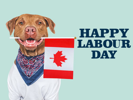 Happy Labor Day. Cute dog and congratulatory description. Closeup, indoors. Studio photo. Congratulations for relatives, loved ones, friends and colleagues. Pets care conceptの写真素材