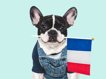 Charming puppy and French Flag. Travel preparation and planning. Close-up, indoors. Studio shot, isolated background. Vacation, travel and tourism concept. Pet careの写真素材
