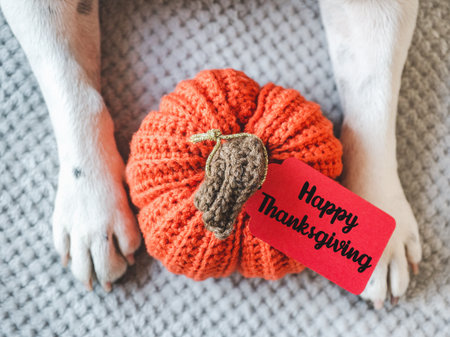 Happy Thanksgiving. Dog's paws and yellow pumpkin. Congratulatory inscription. View from above. Close-up, studio shot. Congratulations for family, loved ones, friends and colleagues. Pets care conceptの写真素材