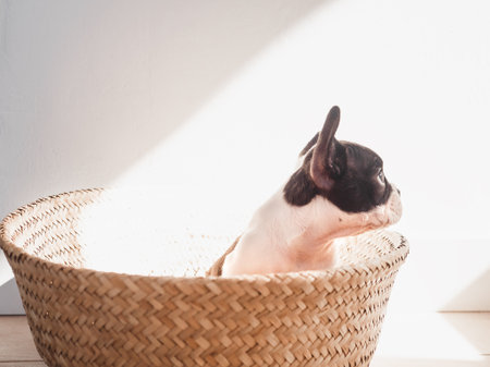 Lovable, pretty puppy puppy sits in a wicker basket. Clear, sunny day. Close-up, indoors. Studio photo. Day light. Concept of care, education, obedience training and raising petsの写真素材
