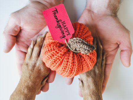 Happy Thanksgiving. Dog's paws, human hands and yellow pumpkin. Congratulatory inscription. View from above. Close-up, studio shot. Congratulations for family, friends, colleagues. Pets care conceptの写真素材