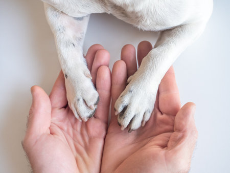 Dog's paws and human hands. View from above. Close-up, indoors. Studio shot. Concept of care, education and training petsの写真素材