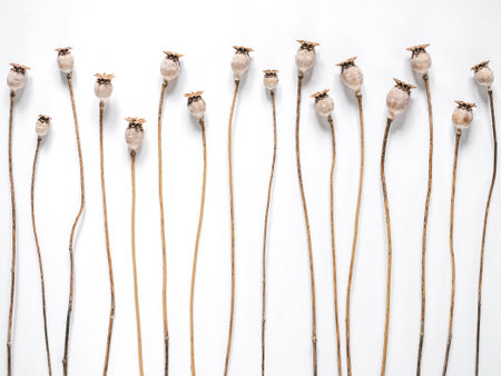 Greeting card with with unblown poppies. Space for Your congratulatory inscription. National holiday concept. Congratulations for family, relatives, friends, colleaguesの写真素材