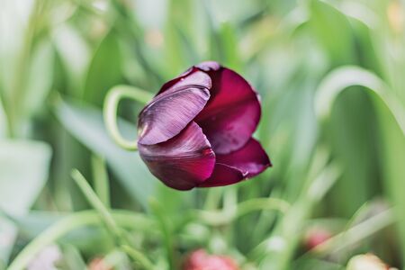 Beautiful purple tulip on a blurred background of greenery. Springtime. Selective focusの写真素材