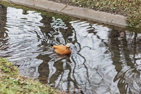 Orange duck inOrange duck in the water in the spring Park. The reflection in the water the water in the spring Park. The reflection in the waterの写真素材