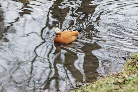 Orange duck inOrange duck in the water in the spring Park. The reflection in the water the water in the spring Park. The reflection in the waterの写真素材