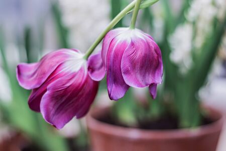 Beautiful purpleBeautiful purple tulips on a blurred background of greenery. Springtime. Selective focus.の写真素材