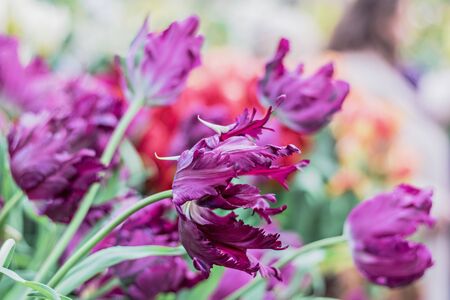 Beautiful purpleBeautiful purple tulips on a blurred background of greenery. Springtime. Selective focus.の写真素材