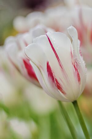 Beautiful white tulips on a blurred background of greenery. Springtime. Selective focus.の写真素材