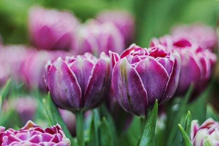 Beautiful purpleBeautiful purple tulips on a blurred background of greenery. Springtime. Selective focus.の写真素材
