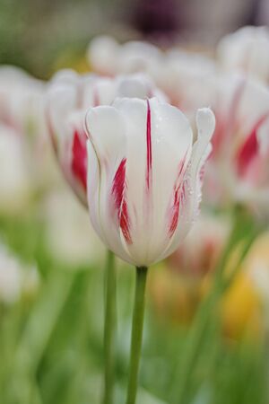 Beautiful white tulips on a blurred background of greenery. Springtime. Selective focus.の写真素材