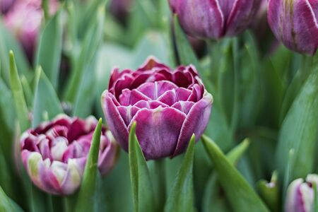 Beautiful purpleBeautiful purple tulips on a blurred background of greenery. Springtime. Selective focus.の写真素材