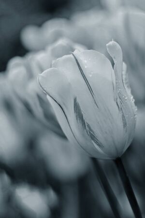 Beautiful tulips on a blurred background in blue classic color. Springtimeの写真素材