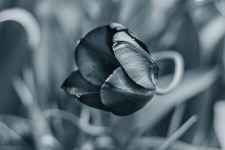 Beautiful tulip on a blurred background in blue classic color. Springtime