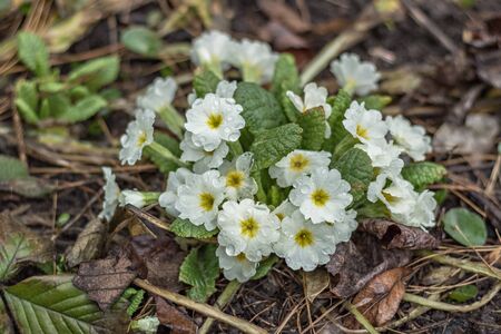 Bush of a white blossoming primrose. Spring time. First flowersの写真素材