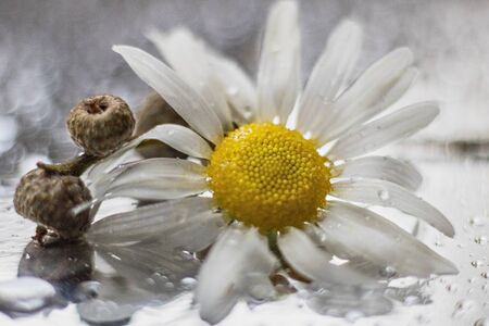 Miniature vase with a small bouquet of daisy flowers and a branch with acorns.の写真素材