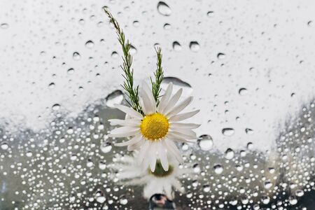 Miniature vase with a small bouquet of daisy flowers and a branch with acorns.の写真素材