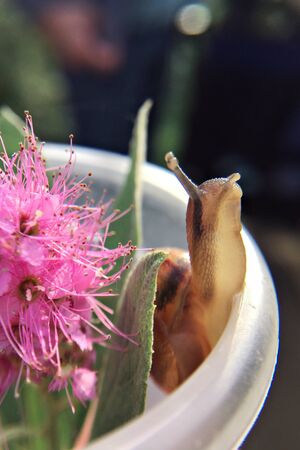 A grape snail peeks out of a plastic cup with flowers. It reaches for the sunの写真素材
