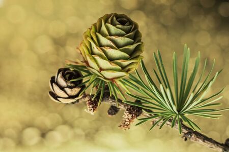 Sprig of larch with cones on ash background with bokeh.の写真素材