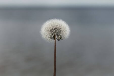 White dandelion on a background the sea.の写真素材