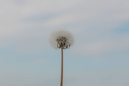White dandelion on a background of sky and clouds.の写真素材