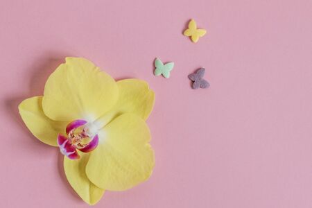 Multicolored butterflies-pastry sprinkles, fly out of the flower of a yellow Orchid. Spring concept.の写真素材