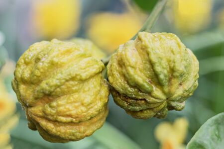 Hiding citron fruits on a tree in a flowering garden . Selective focus.の写真素材