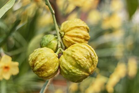 Hiding citron fruits on a tree in a flowering garden . Selective focus.の写真素材