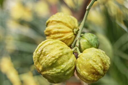 Hiding citron fruits on a tree in a flowering garden . Selective focus.の写真素材