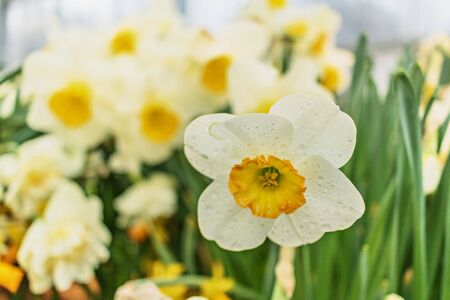 Narcissus flower in a blooming garden. Selective focus. Postcard.の写真素材