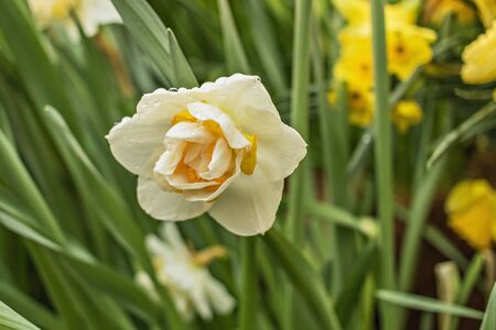Narcissus flower in a blooming garden. Selective focus. Postcard.の写真素材