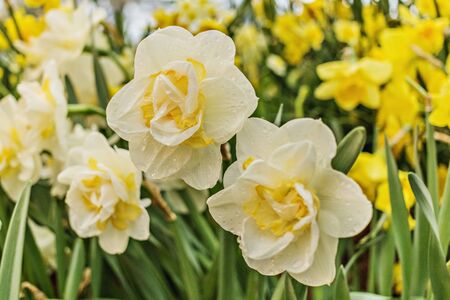 Narcissus flower in a blooming garden. Selective focus. Postcard.の写真素材