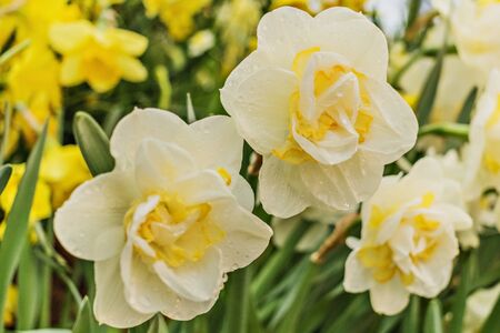 Narcissus flower in a blooming garden. Selective focus. Postcard.の写真素材
