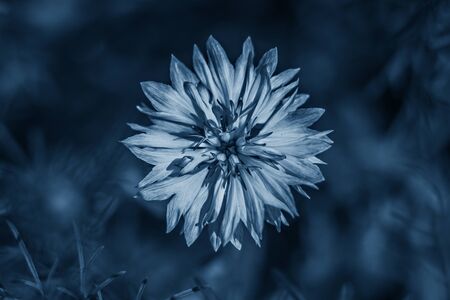 Garden bright carnation flowers in classic blue