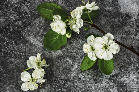 Blooming cherry tree branch on a dark background. White inflorescences of Avium Prunus with a sweet aroma. Spring.の写真素材