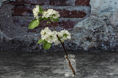 Blooming cherry tree branch in a small vase on a dark loft vintage background. White inflorescences of Avium Prunus with a sweet aroma. Spring.の写真素材