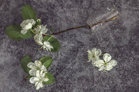 Overturned vase with blossoming cherry tree branch against dark background. White inflorescences of Avium Prunus with a sweet aroma. Spring.の写真素材