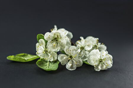 Blooming cherry tree branch on a black background. White inflorescences of Avium Prunus with a sweet aroma. Spring.の写真素材