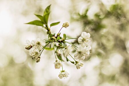 Cherry tree blossoms. White small inflorescences of Avium Prunus with a sweet aroma. Spring. Selective focusの写真素材