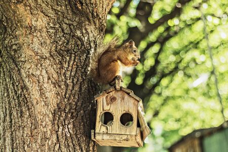 Squirrel sits on the feeder and nibbles a nut in the forest Park. Summertimeの写真素材