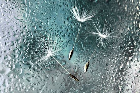 White dandelion fluffs stuck to a wet window pane against a blurry green background.の写真素材