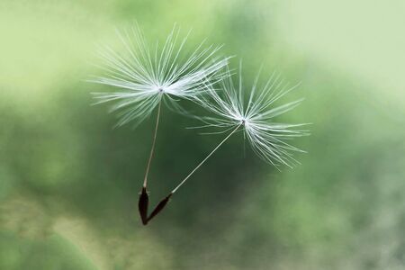 White flying dandelion fluffs on a blurry green backgroundの写真素材