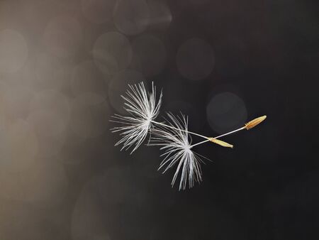 White flying dandelion fluffs on a black background with bokeh. Macro.の写真素材