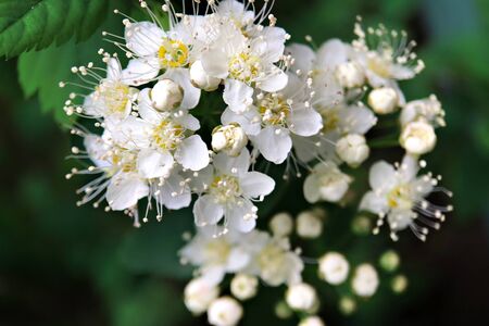 Background of white small white flowers. Fruit flowering tree. Full bloom.の写真素材