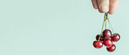 A bunch of ripe cherries hold their fingers on a light green background.Banner
