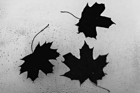 Autumn maple leaf close-up on the wet glass of the window against the background of multi-colored trees. Rain outside the window on an autumn day.の写真素材