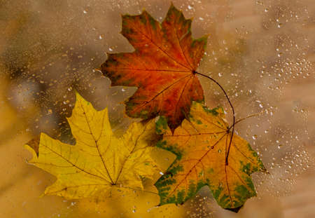 Autumn maple leaves close-up on the wet glass of the window against the background of the sky. Rain outside the window on an autumn day.の写真素材
