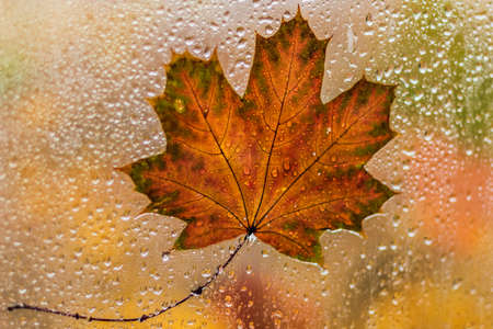 Autumn maple leaf close-up on the wet glass of the window against the background of multi-colored trees. Rain outside the window on an autumn day.の写真素材