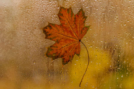 Autumn maple leaf close-up on the wet glass of the window against the background of multi-colored trees. Rain outside the window on an autumn day.の写真素材